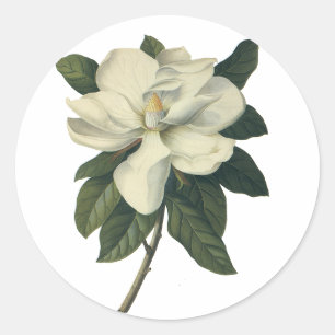 Antike blühende weiße Magnolienblüten Runder Aufkleber