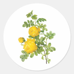 Antike Blumen Blumen, gelbe Rosen von Redoute Runder Aufkleber