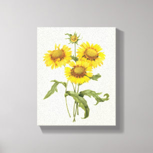 Antike Blumen-Deckenblume-Sonnenblume von Redoute Leinwanddruck