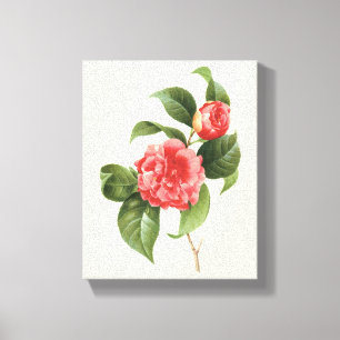 Antike Blumen, rosa Kamelienblüten von Redoute Leinwanddruck