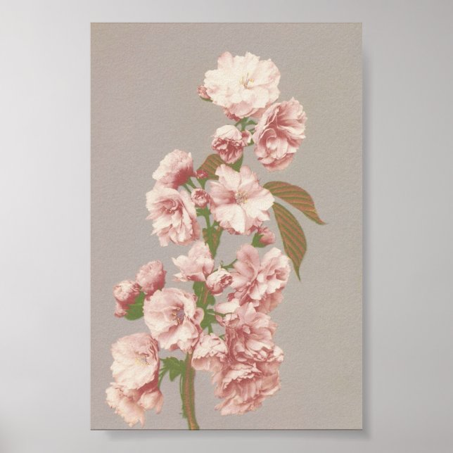 Antike Blumenfotografie Poster (Vorne)