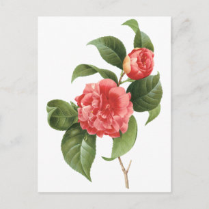 Antike Blumengemälde, rosa Kamelienblüten von Redo Postkarte