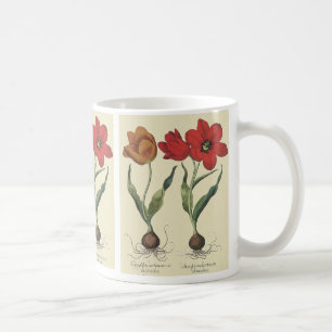 Antike Botanik, blühende Tulpenblumen und -zwiebel Kaffeetasse