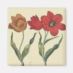Antike Botanik, blühende Tulpenblumen und -zwiebel Magnet
