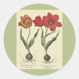 Antike Botanik, blühende Tulpenblumen und -zwiebel Runder Aufkleber
