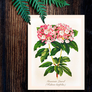 Antike Botanische Abbildung Berglorbeer-Blüte Postkarte