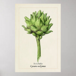 Antike botanische Artischocken-Illustration Küch Poster