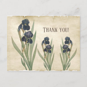 Antike Botanische Blaue Bart-Iris Danke Postkarte