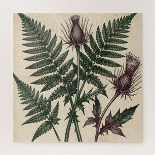 Antike botanische Darstellung von Distel und Farn