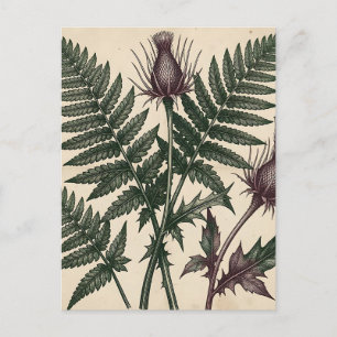 Antike botanische Darstellung von Distel und Farn Postkarte