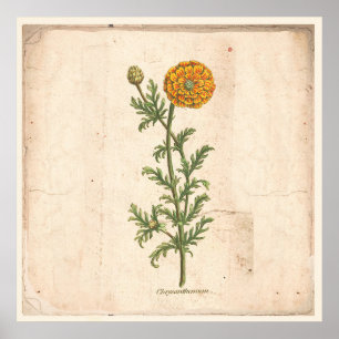 Antike botanische Druck-Plakat-Chrysantheme Poster