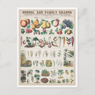 Antike botanische Grafik: Wirtschaftliche Nutzung  Postkarte