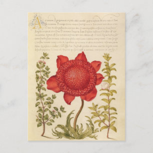 Antike botanische Illustration Feiertagspostkarte