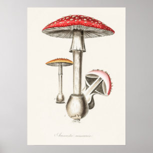 Antike botanische Illustration Poster
