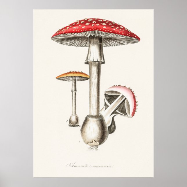 Antike botanische Illustration Poster (Vorne)