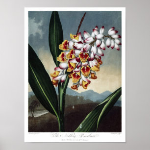 Antike botanische Illustration Poster