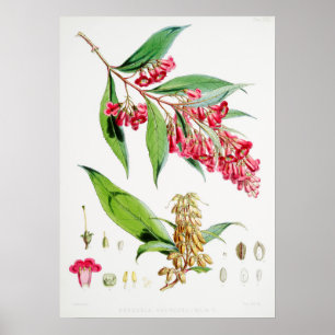 Antike botanische Illustration Poster
