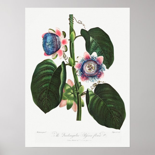 Antike botanische Illustration Poster (Vorne)