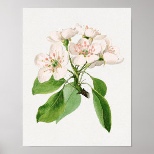 Antike botanische Illustration Poster
