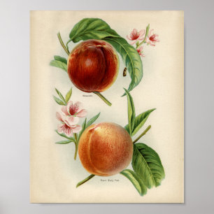 Antike botanische Illustration Poster