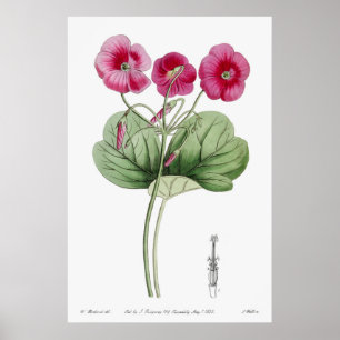 Antike botanische Illustration Poster