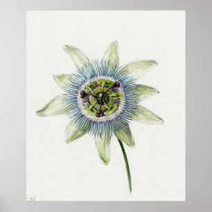 Antike botanische Illustration Poster