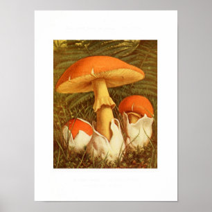 Antike botanische Illustration Poster