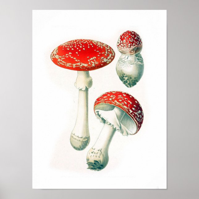 Antike botanische Illustration Poster (Vorne)