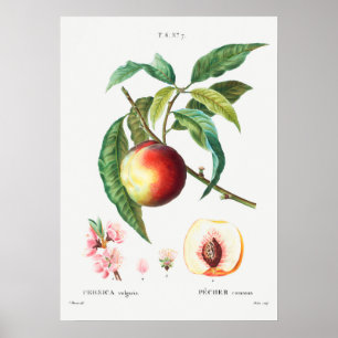 Antike botanische Illustration Poster
