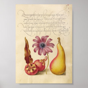 Antike botanische Illustration Poster