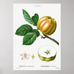 Antike botanische Illustration Poster