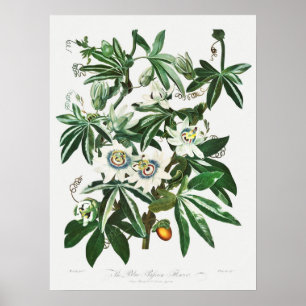 Antike botanische Illustration Poster