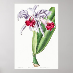 Antike botanische Illustration Poster