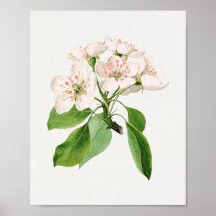 Antike botanische Illustration Poster