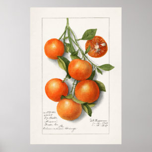 Antike botanische Illustration Poster