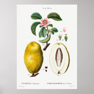 Antike botanische Illustration Poster
