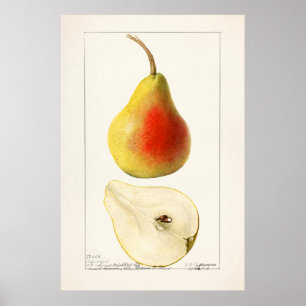 Antike botanische Illustration Poster
