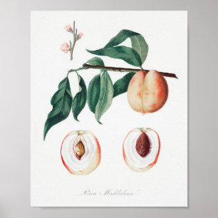 Antike botanische Illustration Poster