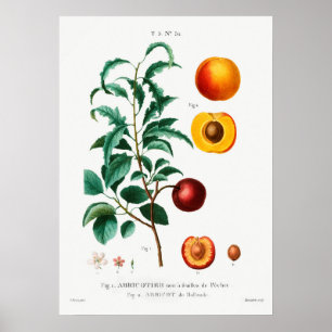 Antike botanische Illustration Poster