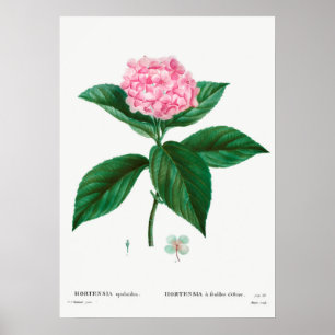 Antike botanische Illustration Poster