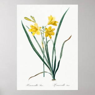 Antike botanische Illustration Poster