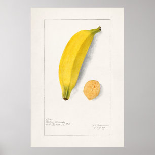 Antike botanische Illustration Poster