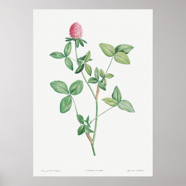Antike botanische Illustration Poster (Vorne)