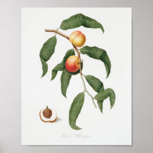 Antike botanische Illustration Poster