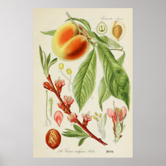 Antike botanische Illustration Poster