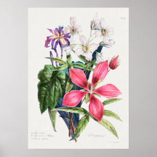 Antike botanische Illustration Poster