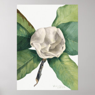 Antike botanische Illustration Poster