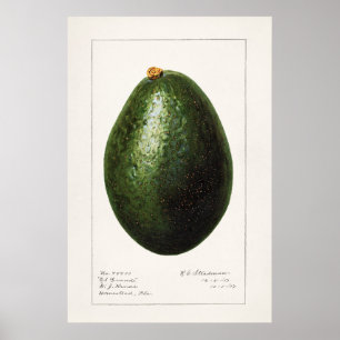 Antike botanische Illustration Poster