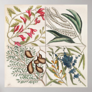 Antike botanische Illustration Poster