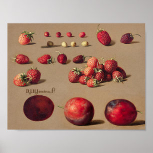Antike botanische Illustration Poster